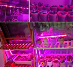 Светодиодная фитолента фито лента для растений и рассады SPLE светло розовое свечение полный спектр 0,5м