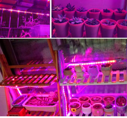 Светодиодная фитолента лента для растений и рассады SPLE светло розовое свечение полный спектр 1м 
